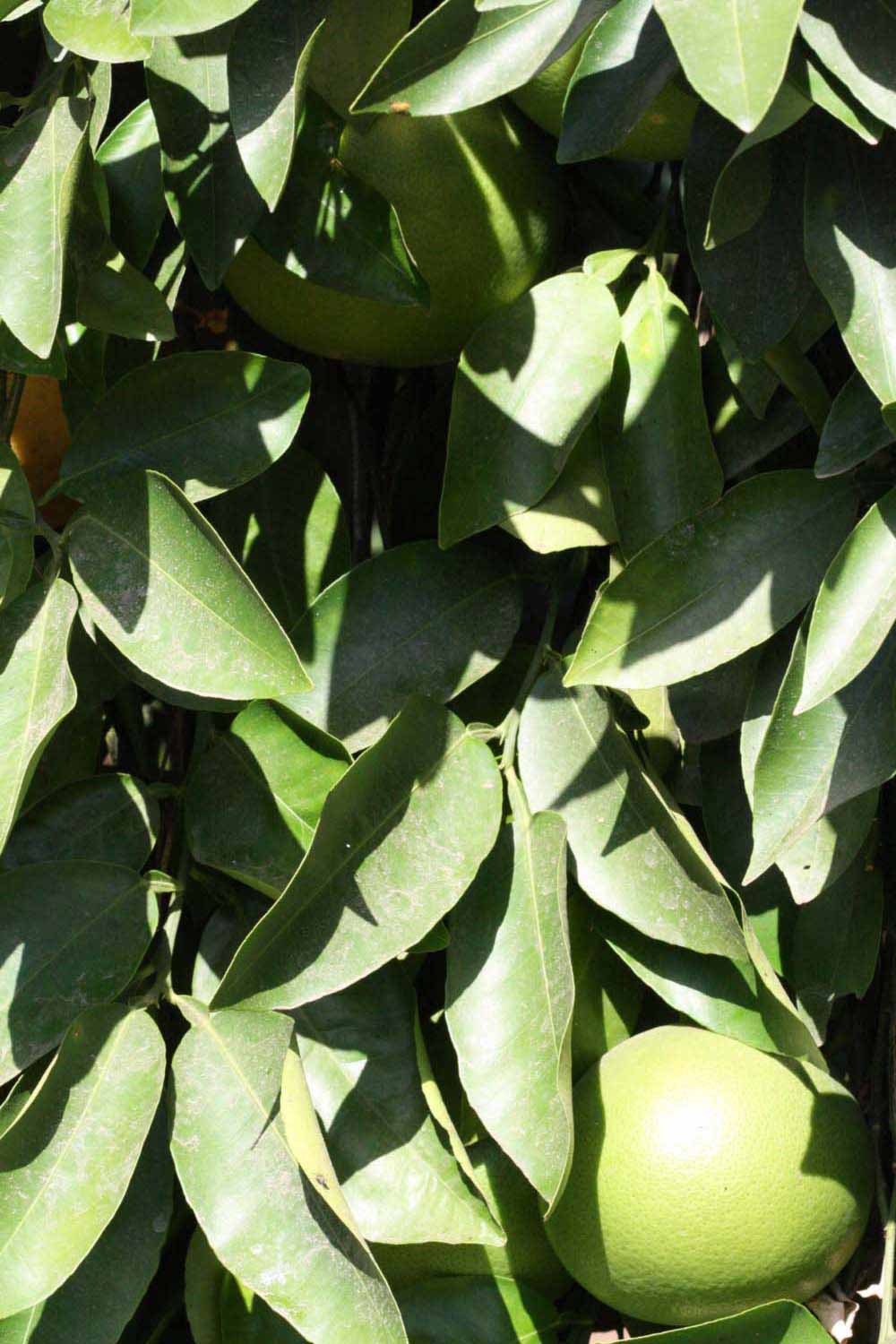                Sun leaves (Whitney Marsh, Riverside,   CA)       
